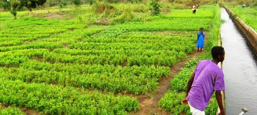 Bbourses de développement de l’Alliance mondiale de recherche sur le climat, l’alimentation et l’agriculture CLIFF-GRADS : OUVERTURE DES CANDIDATURES