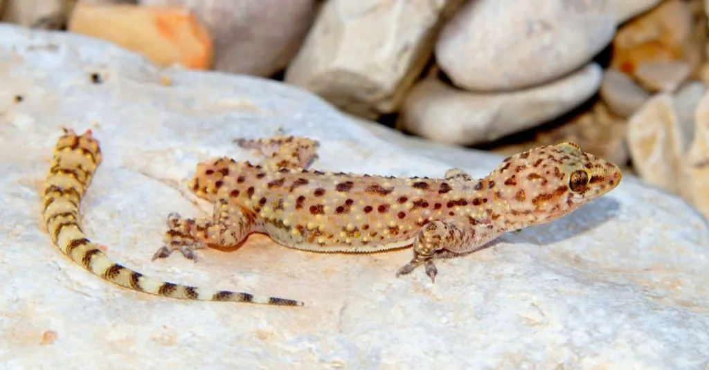 L’incroyable capacité des lézards à régénérer leur queue ouvre de nouvelles perspectives passionnantes pour le traitement de l’arthrose